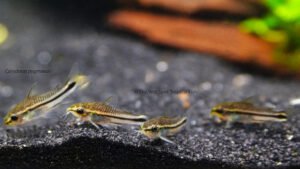 Corydoras pygmaeus