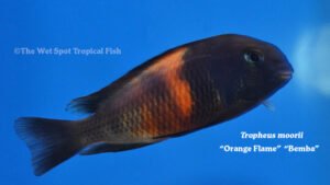 Tropheus moorii - Orange Flame - Bemba