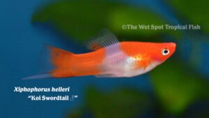 Xiphophorous helleri - Koi Swordtail