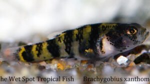 Brachygobius xanthomelas