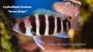 Cyphotilapia frontosa - Seven Stripe