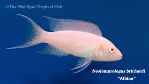 Neolamprologus brichardi - Albino