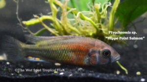 Ptyochromis sp. - Hippo Point Salmon