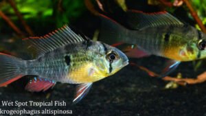 Mikrogeophagus altispinosa