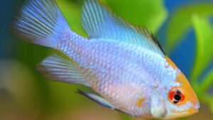 Mikrogeophagus ramirezi - Electric Blue