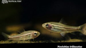 Neolebias trilineatus