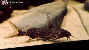 Synodontis orientalis