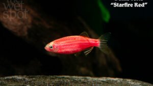 Danio rerio - Starfire Red