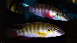 Pelvicachromis humilis - Friya