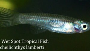 Aplocheilichthys lamberti