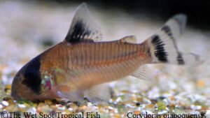 Corydoras oiapoquensis