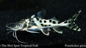 Pimelodus pictus