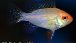 Mikrogeophagus ramirezi - Gold