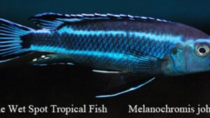 Melanochromis johanni