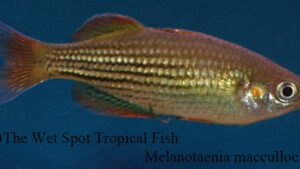 Melanotaenia maccullochi