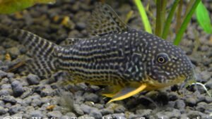 Corydoras sterbai