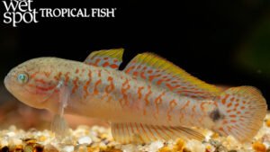 Tateurndina ocellicauda - Peacock Gudgeon