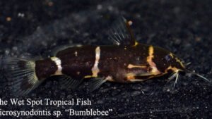 Microsynodontis sp. - Bumblebee