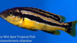 Melanochromis chipokae