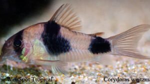 Corydoras weitzmani