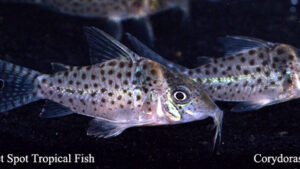 Corydoras ambiacus