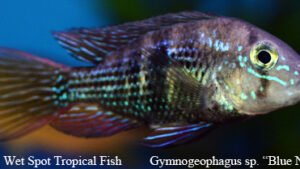 Gymnogeophagus sp. - Blue Neon