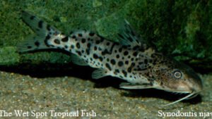 Synodontis njassae