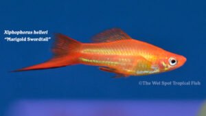 Xiphophorus hellerii - Marigold Swordtail Fish