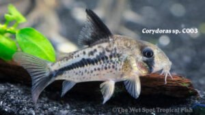 Corydoras sp.