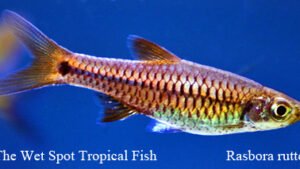 Rasbora rutteni