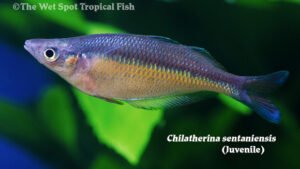 Chilatherina sentaniensis