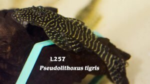 Pseudolithoxus tigris