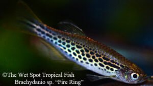 Brachydanio sp. - Fire Ring