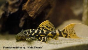 Pseudocanthicus sp. - Gold Titanic