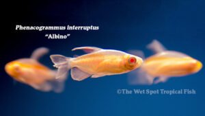 PHenacogrammus interruptus - Albino