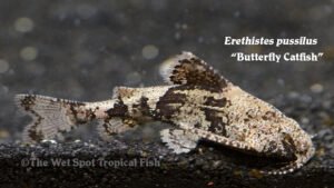 Erethistes pussilus - Butterfly Catfish