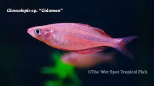 Glossolepis sp. - Gidomen