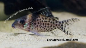 Corydoras cf. ambiacus