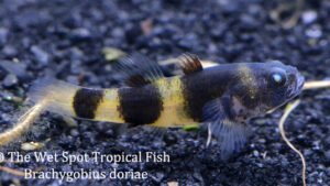 Brachygobius doriae