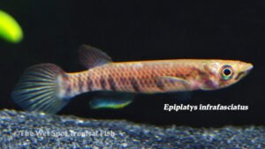 Eipiplatys infrafasciatus