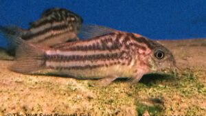 Corydoras napoensis