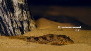 Hypostomus gomezi