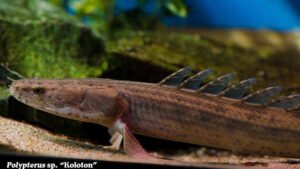 Polypterus sp. - Koloton