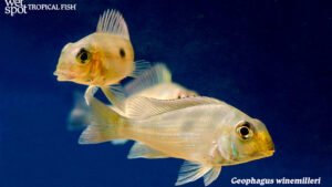 Geophagus winemilleri