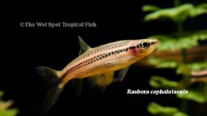 Rasbora cephalotaenia