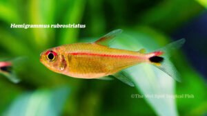 Hemigrammus rubrostriatus