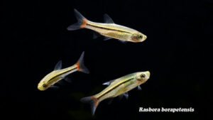 Rasbora borapetensis