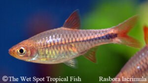 Rasbora lacrimula