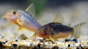 Corydoras gossei