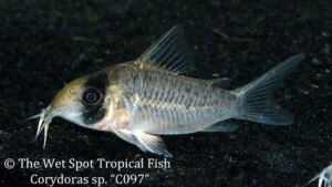 Corydoras cf. sychri